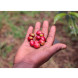 Gardelli Specialty Coffees Ethiopia Bochesa 250g