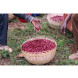 Gardelli Specialty Coffees Ethiopia Bochesa 250g